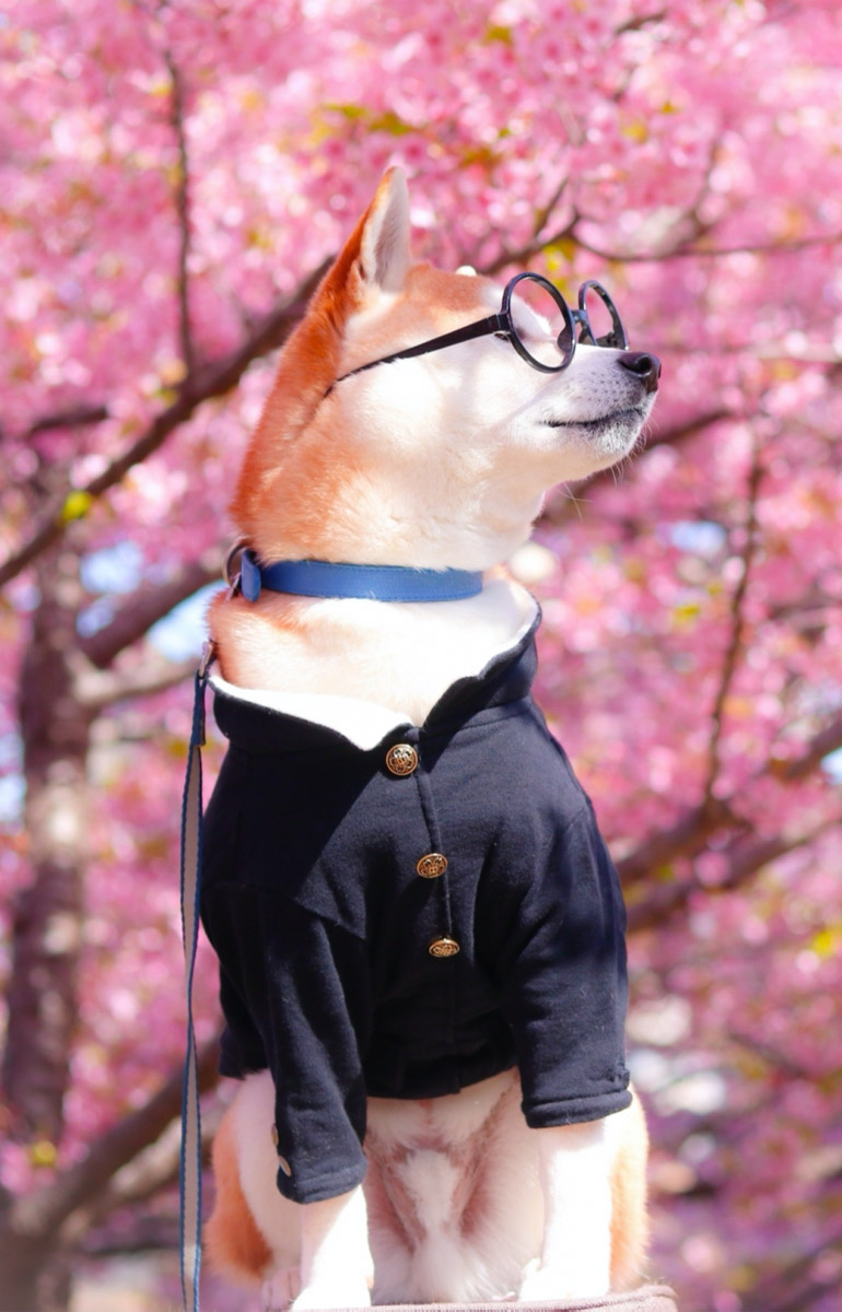 学生服を着た犬